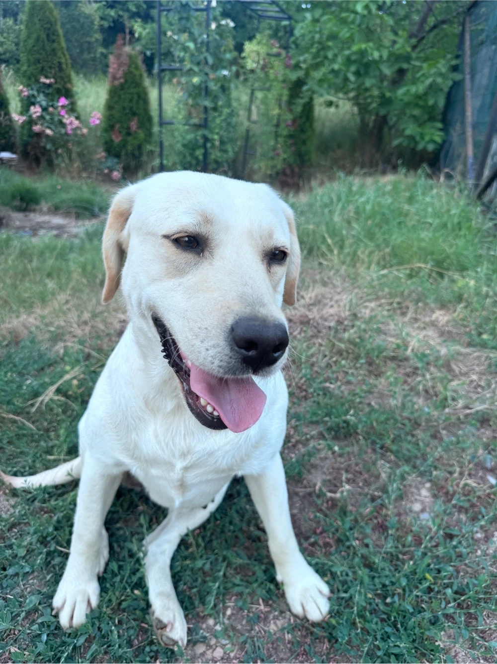 Dau spre adoptie cățelușă metis de labrador in varsta de 4 ani