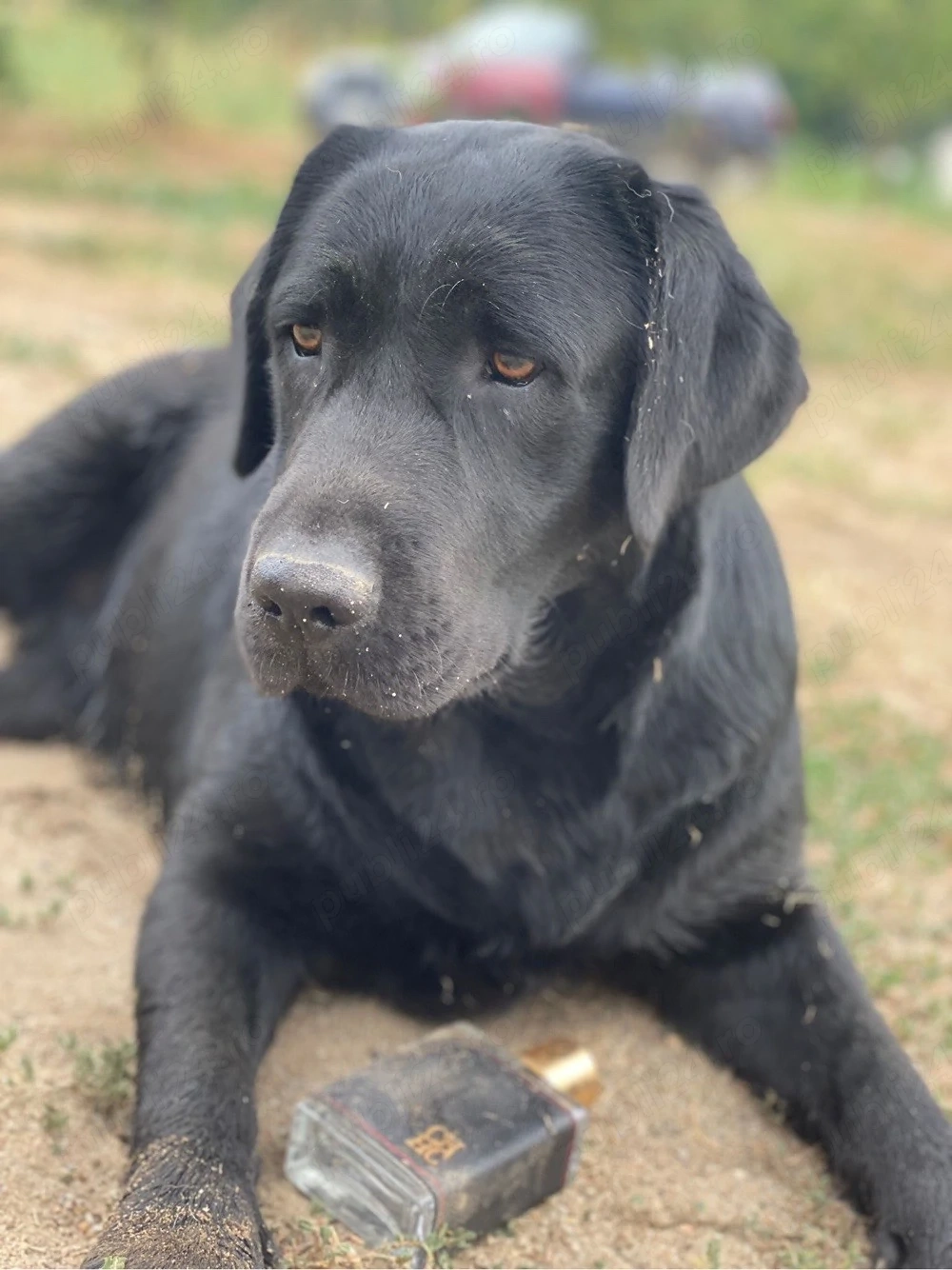 Dau spre adoptie catelusa labrador retriever cu pedigree 