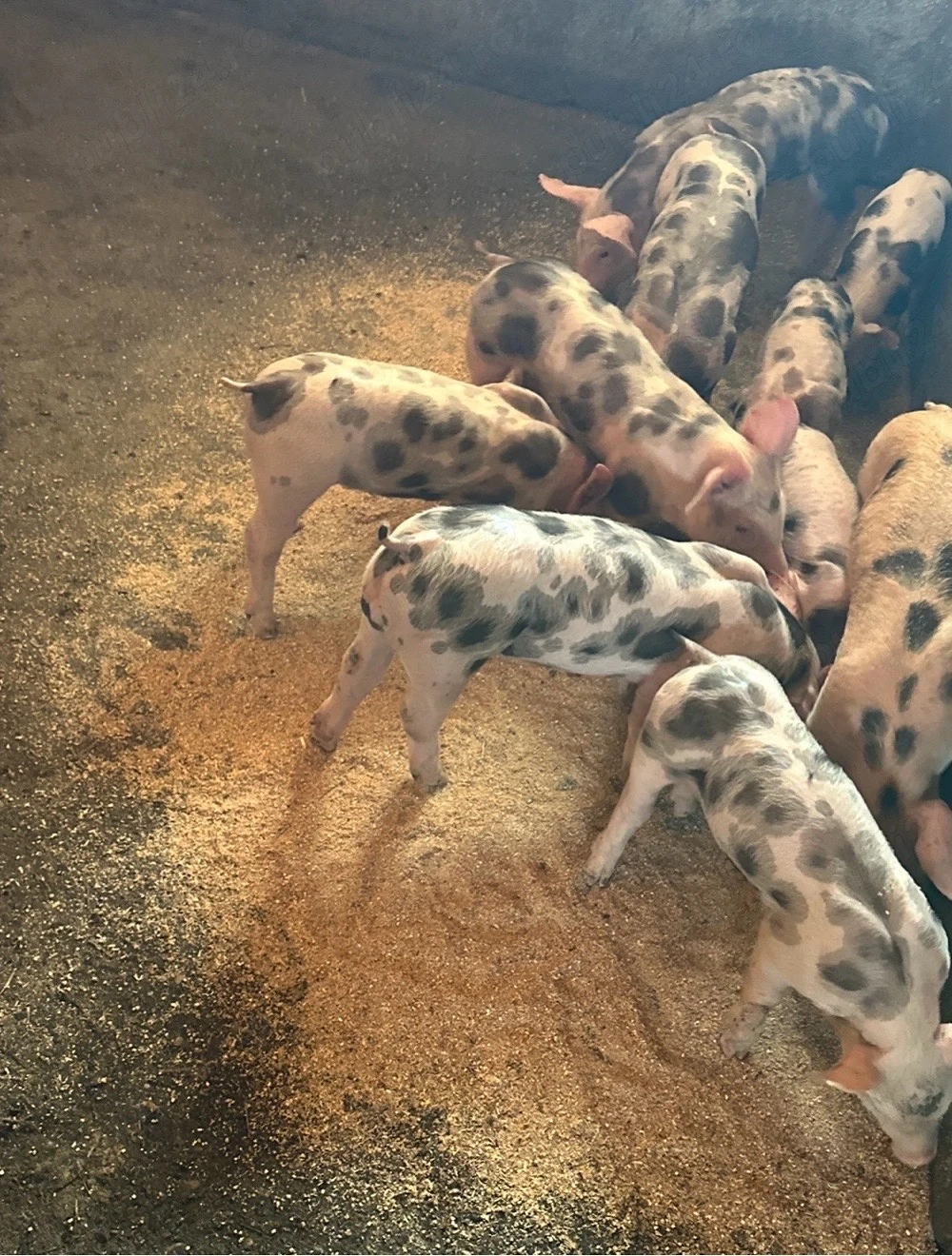 Purcei rasa de carne Duroc x Pietran