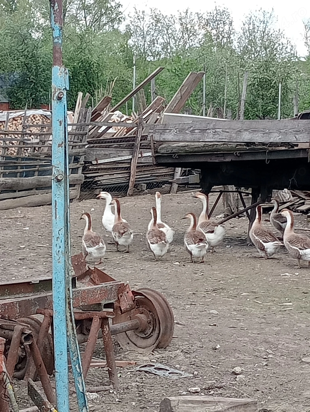 Gaste tinere de vanzare 