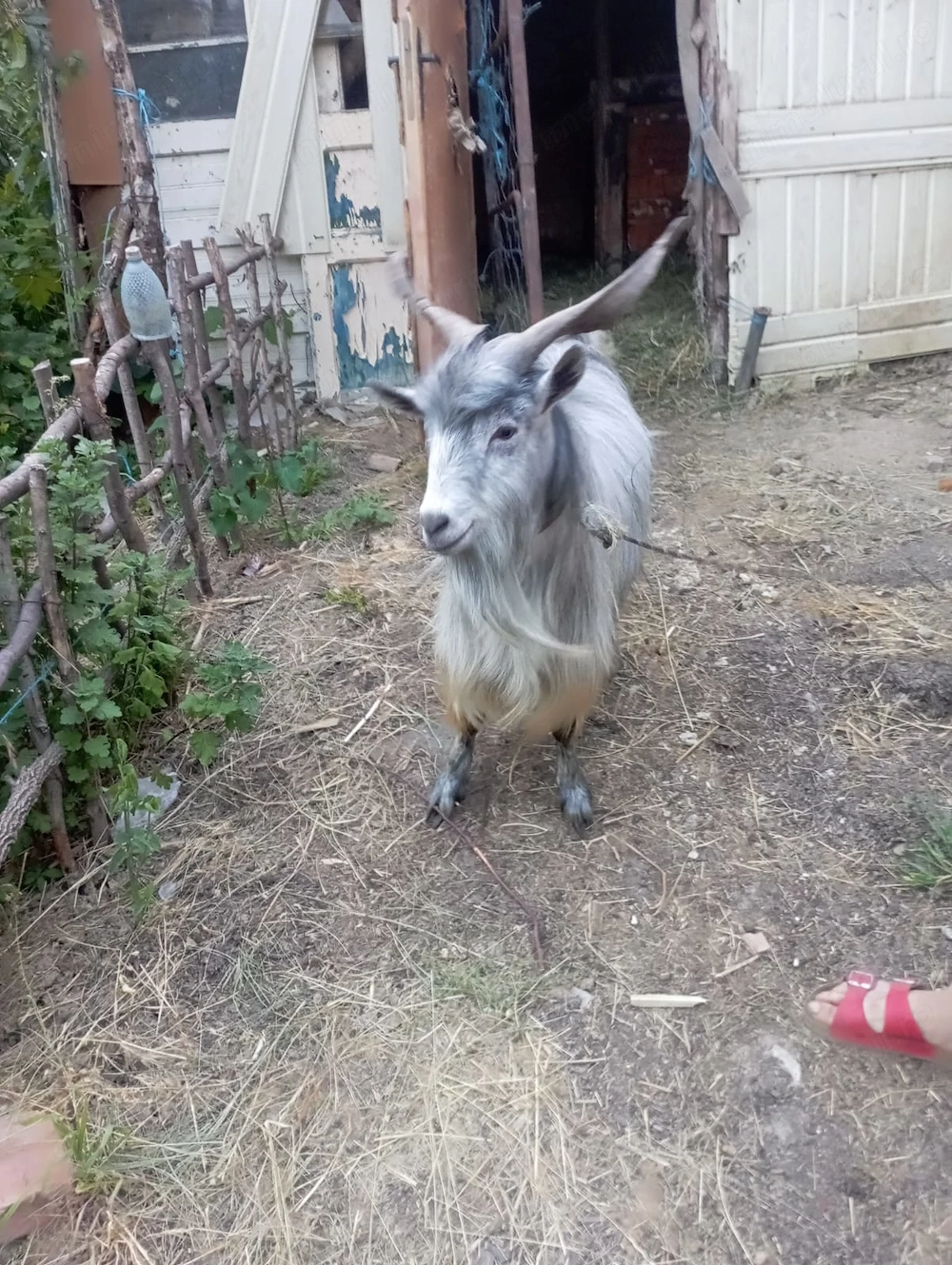 De vânzare 3 capre și un țap 