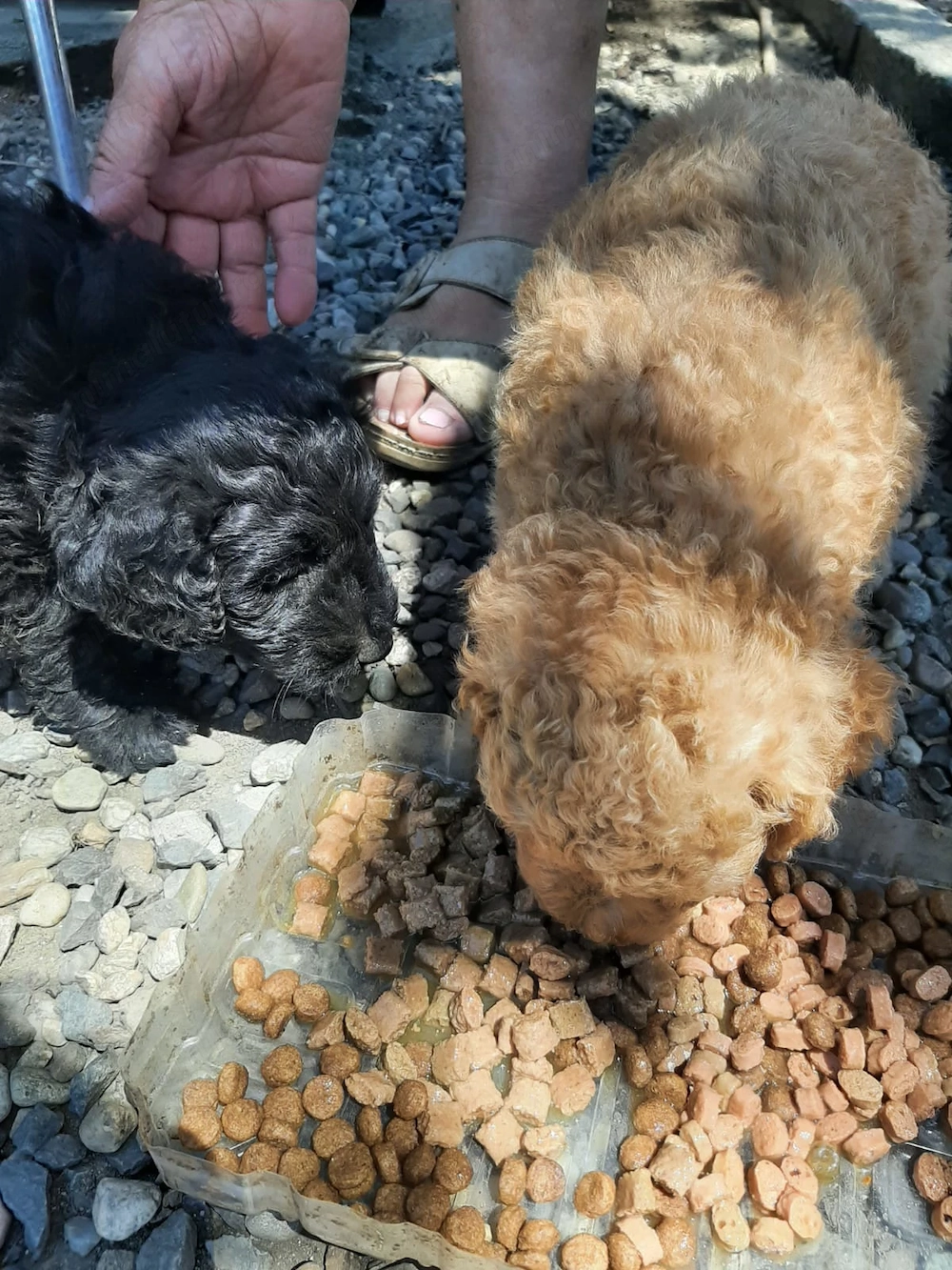 Vând cățeluși caniche 