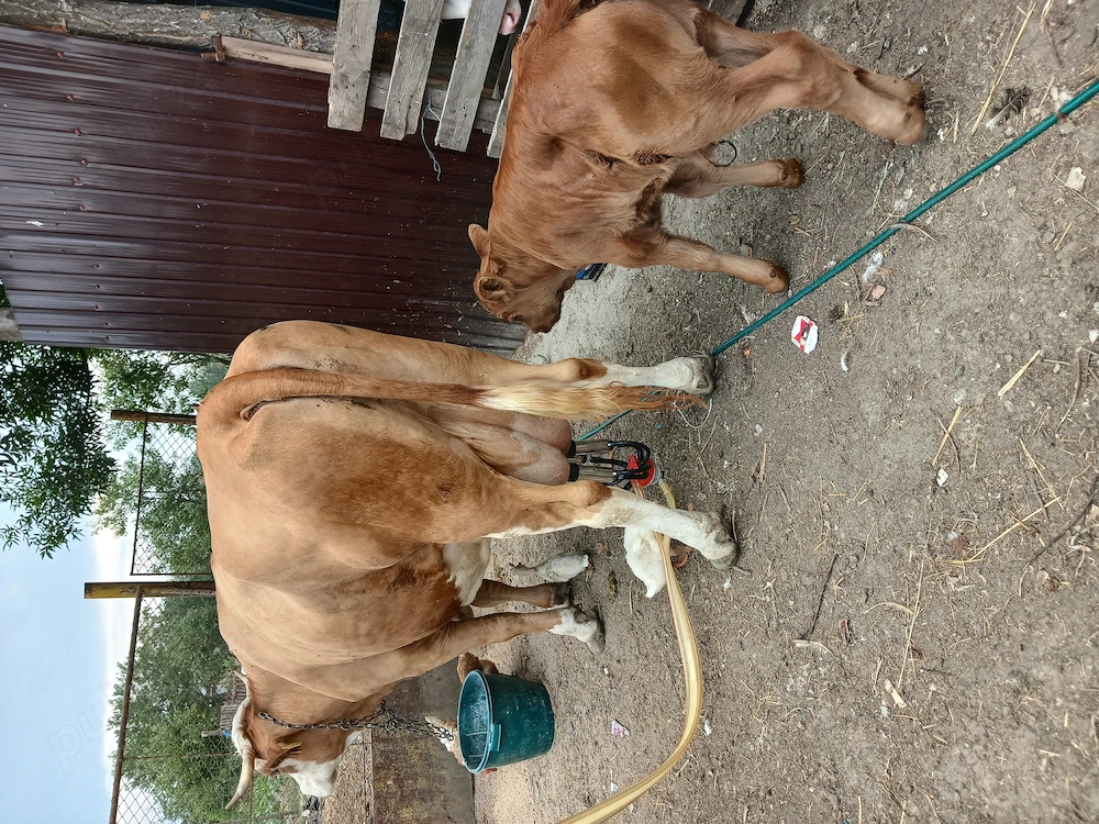 Vaca cu vitel de vinzare