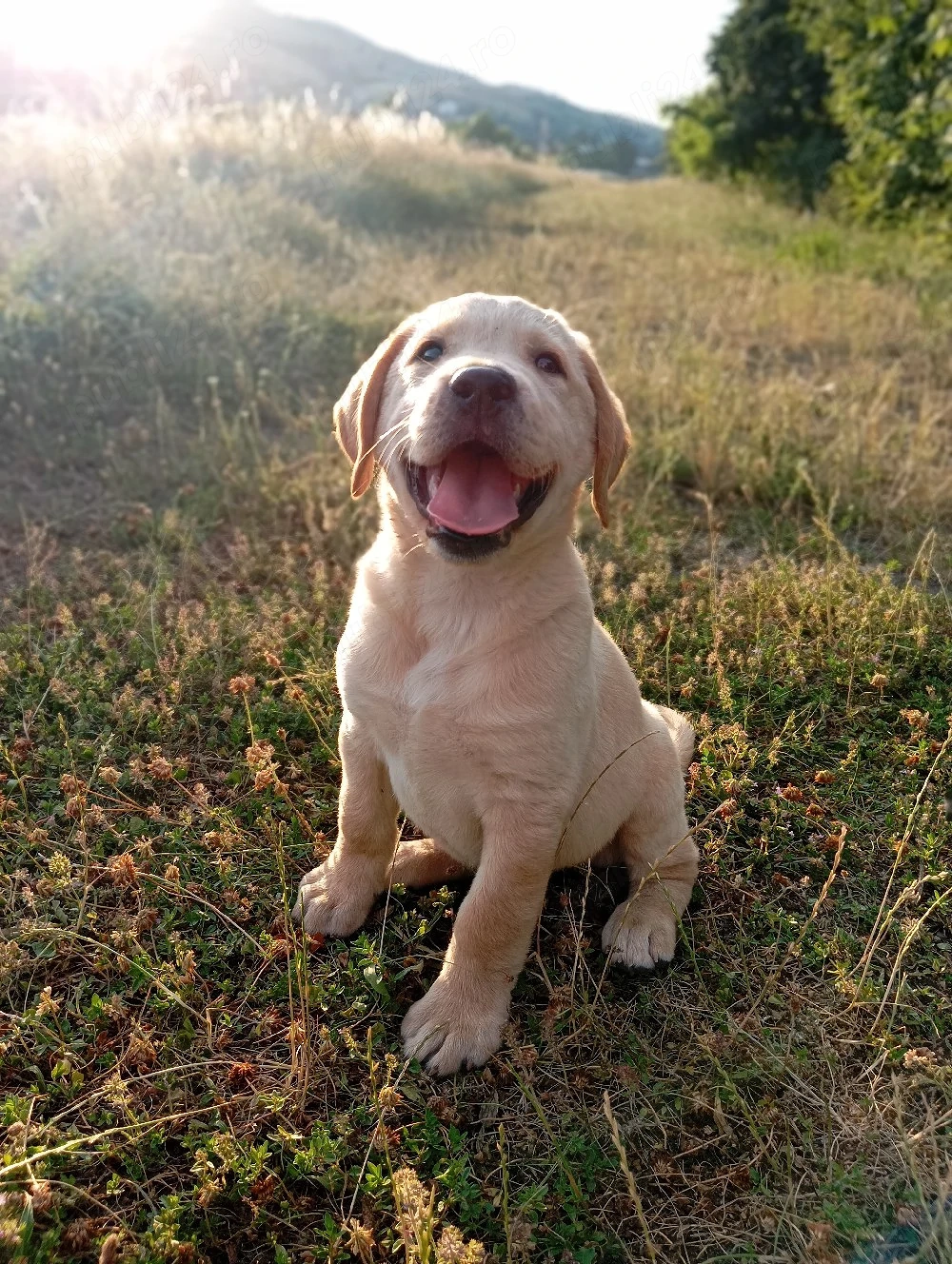 Femelă labrador 