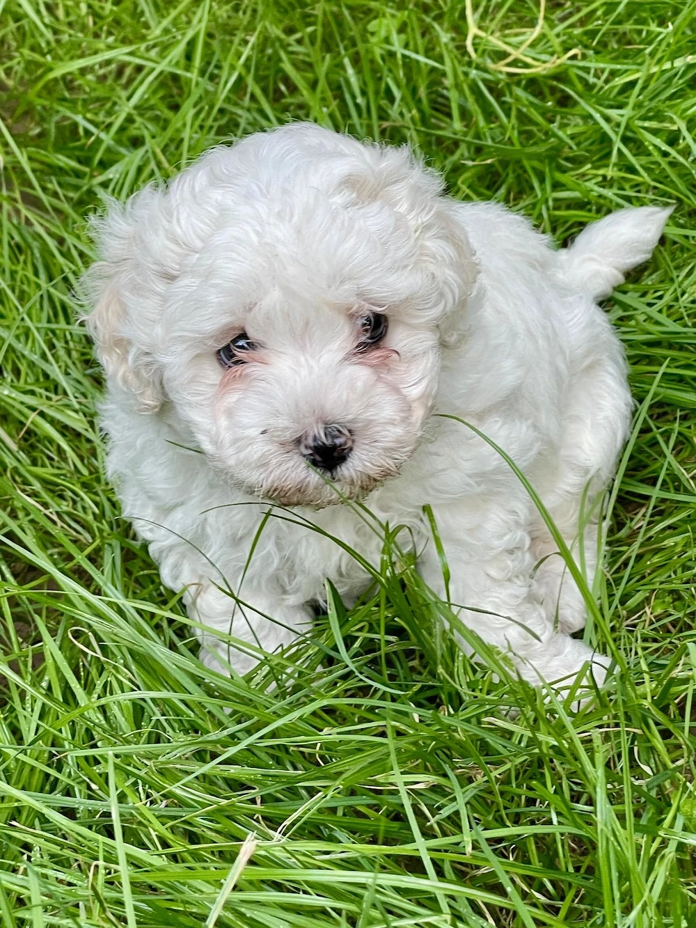 Vand catelusi Bichon Maltese