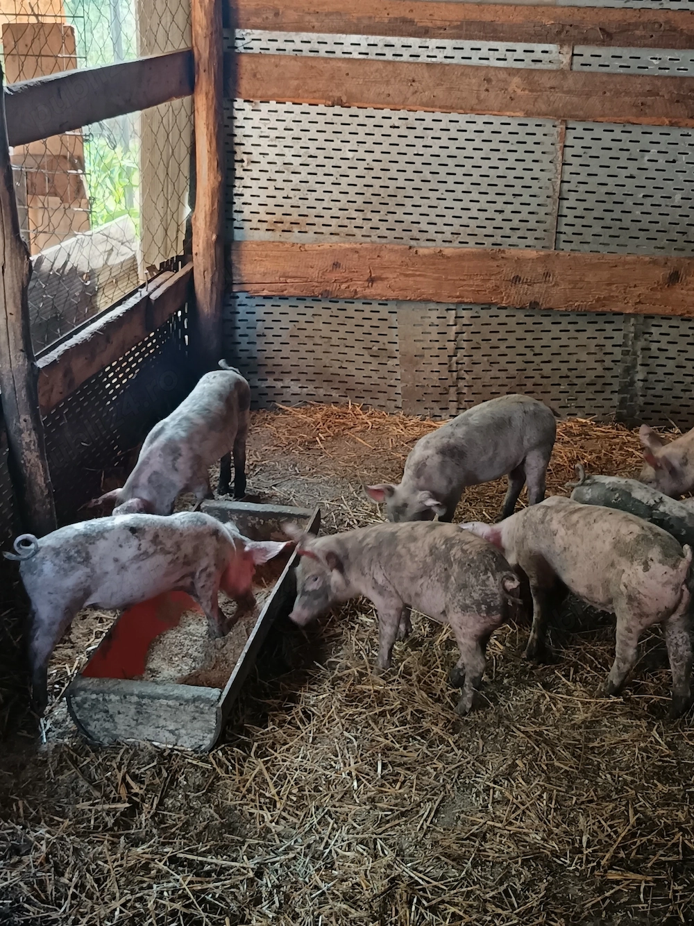 Disponibili purcei pietrean x landras