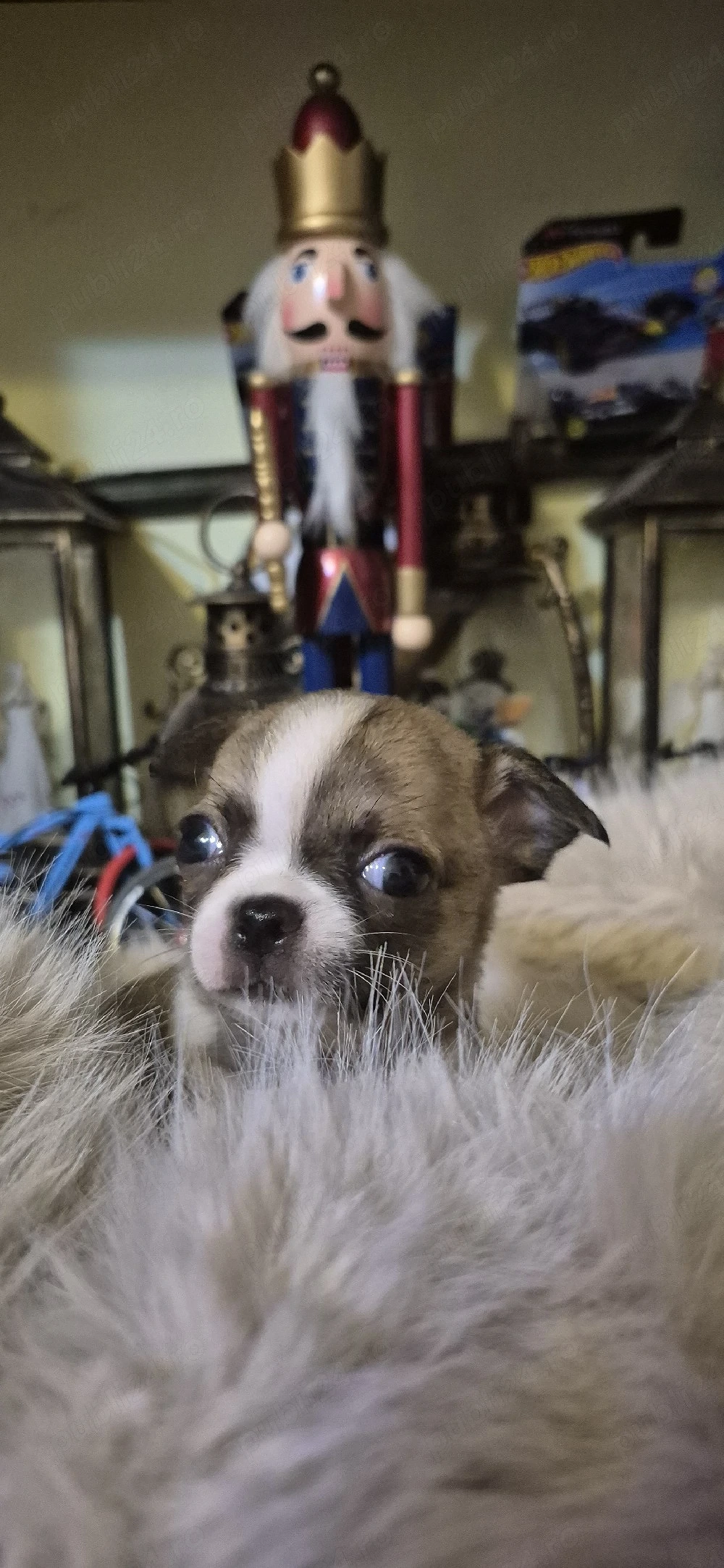 Chihuahua baietel cu acte