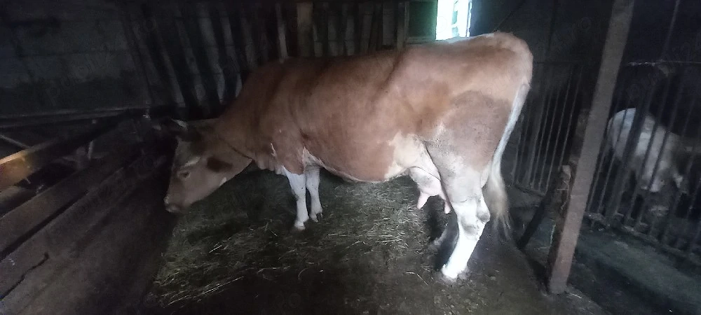 Vaca de vanzare