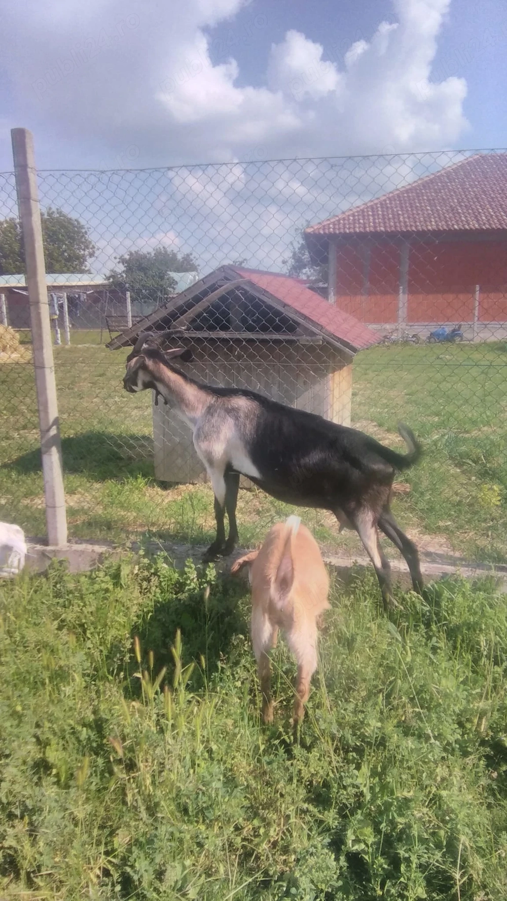 Vand capra tanara si buna de lapte,in Fughiu