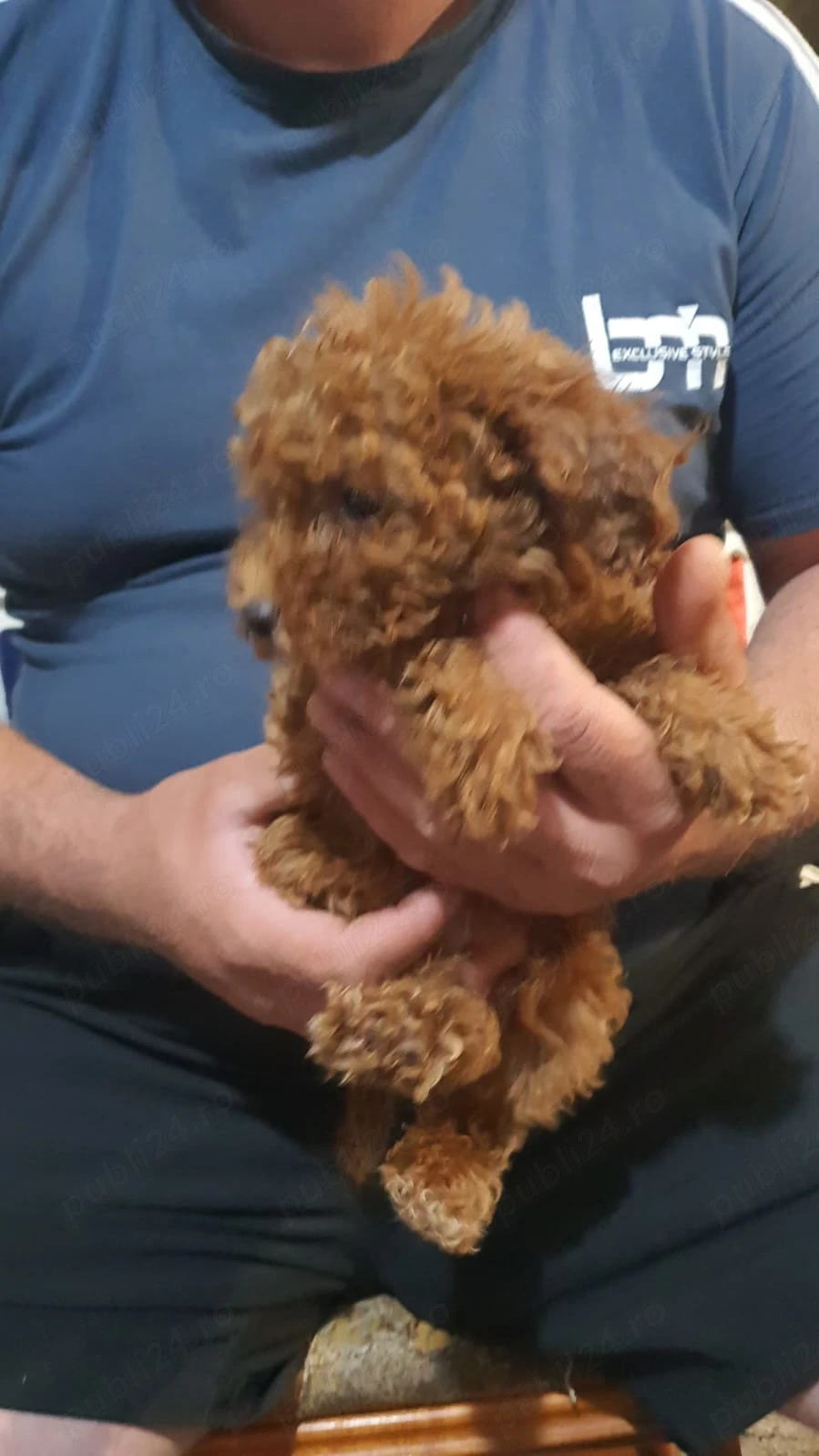 Pudel toy