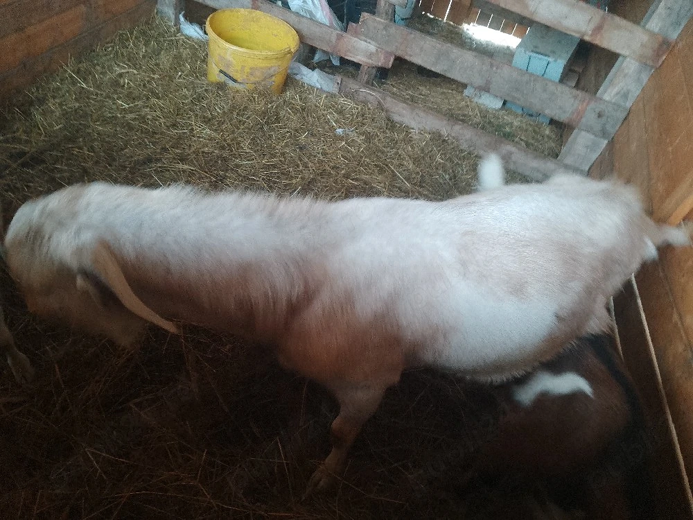 vand țapi 2 mici si unu mare