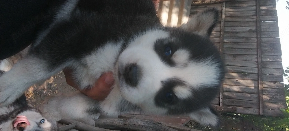 Husky Siberian 