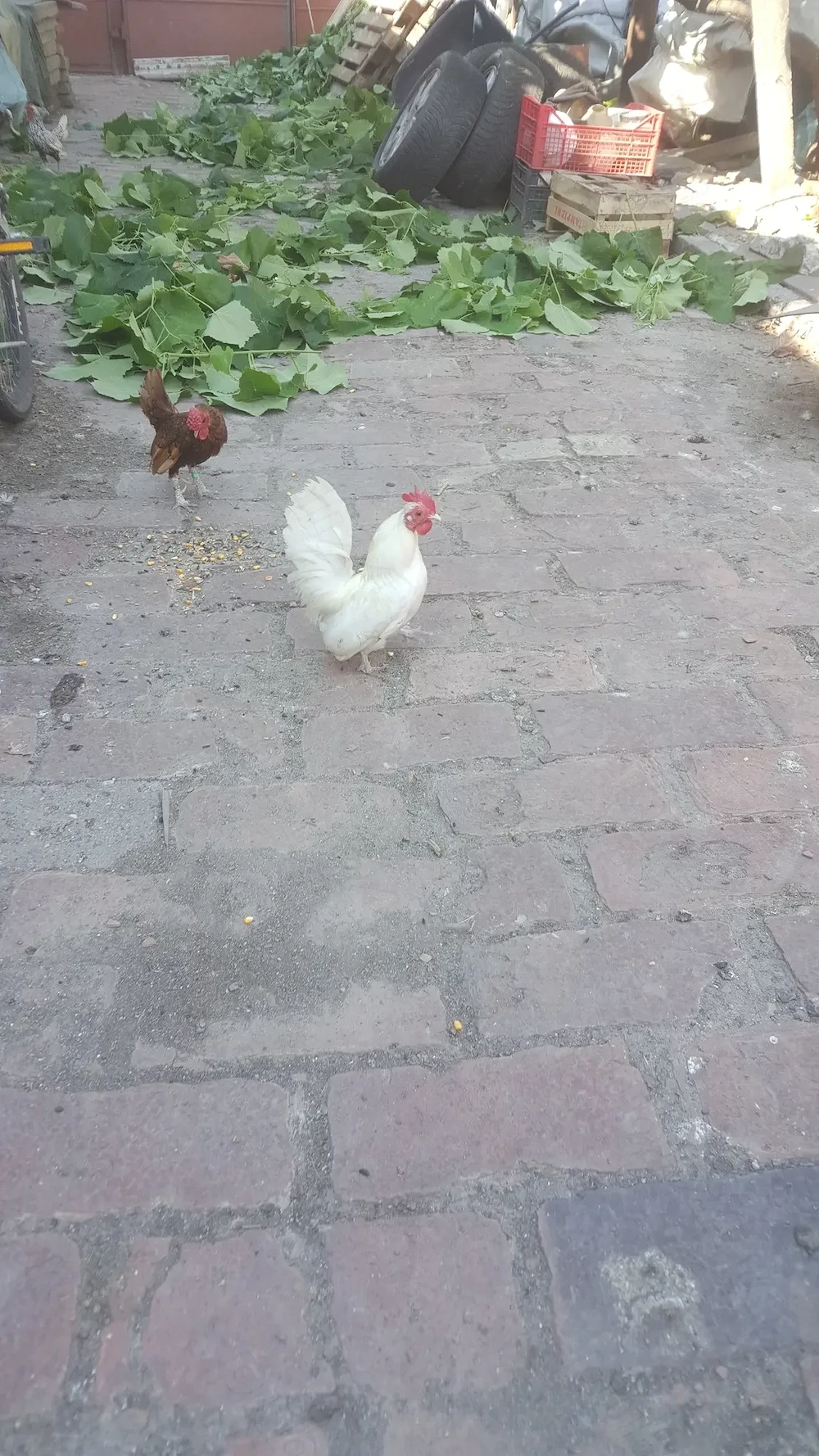 cocosi Serama 