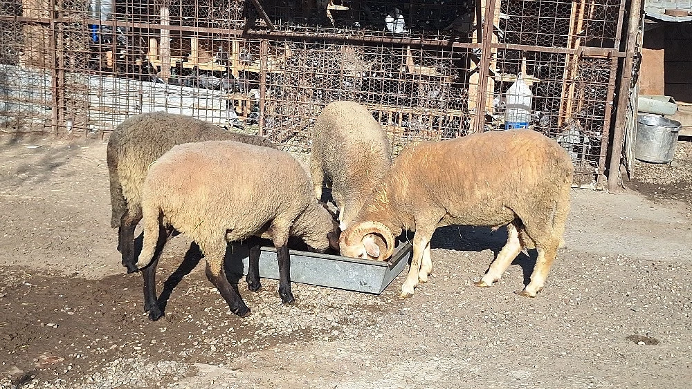 vînd 5 mioare și un berbec