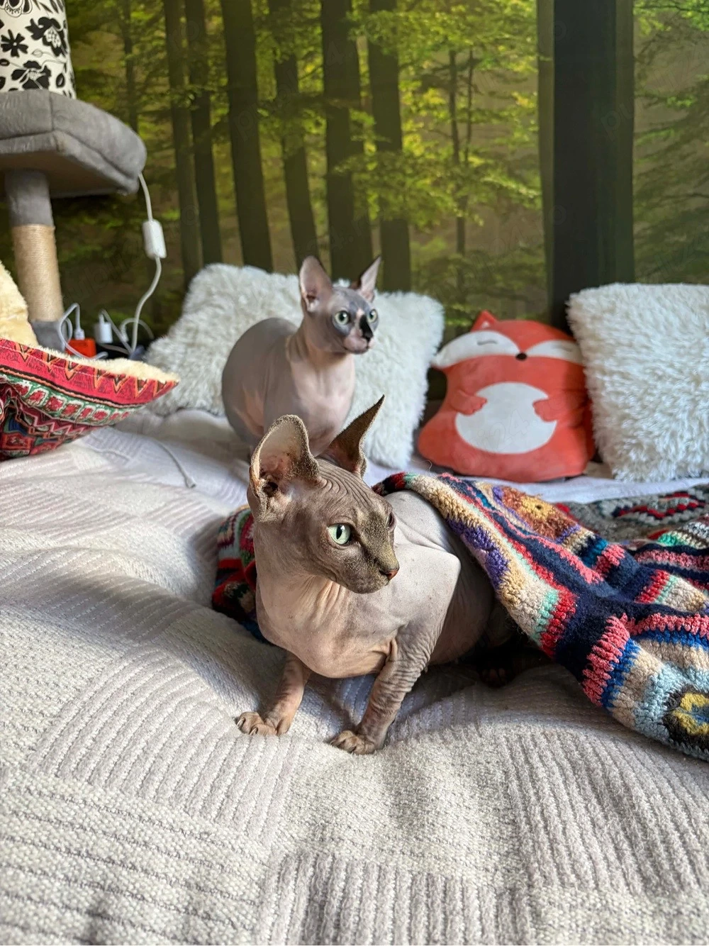 Sphinx Sphynx, masculi