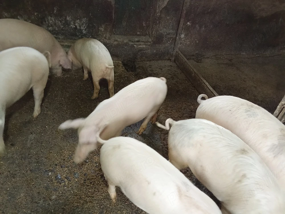vand porci