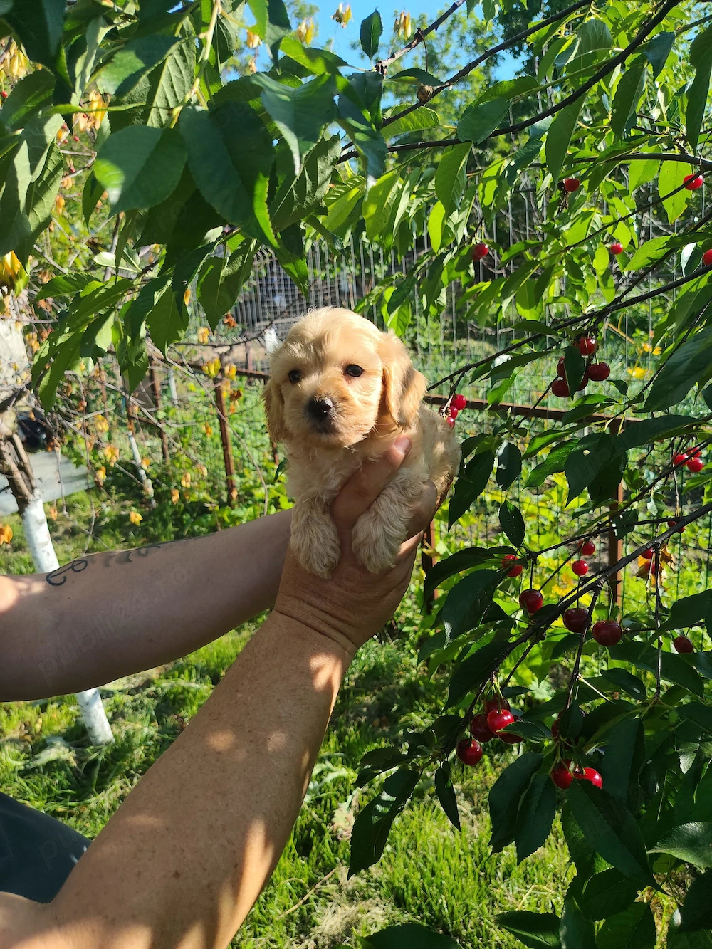 Maltipoo băiețel și fetita deosebiti