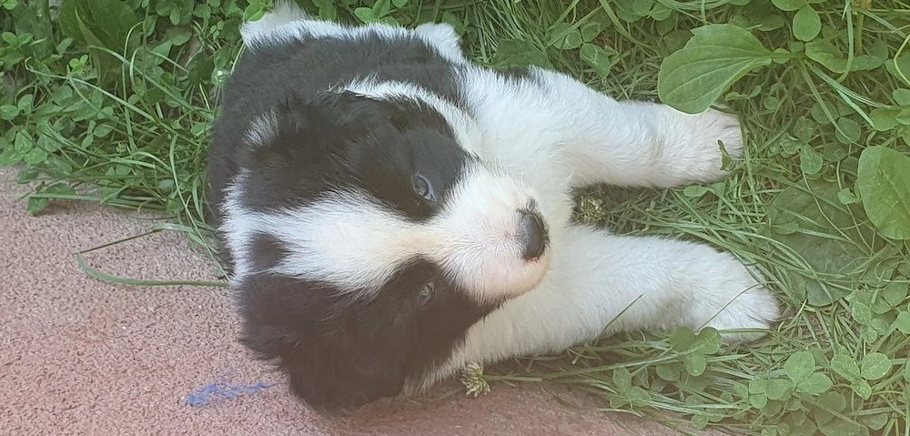 Border collie masculi si femele 