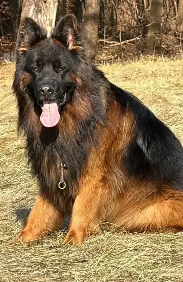 Ciobanesc German  Par Lung Mascul