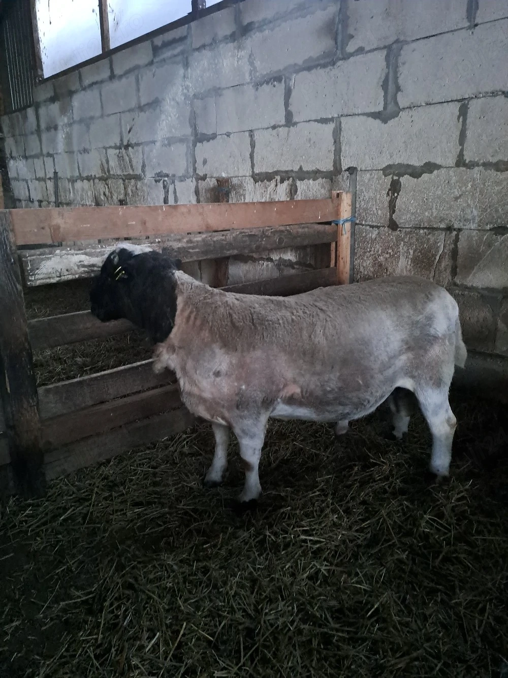 berbeci dorper 