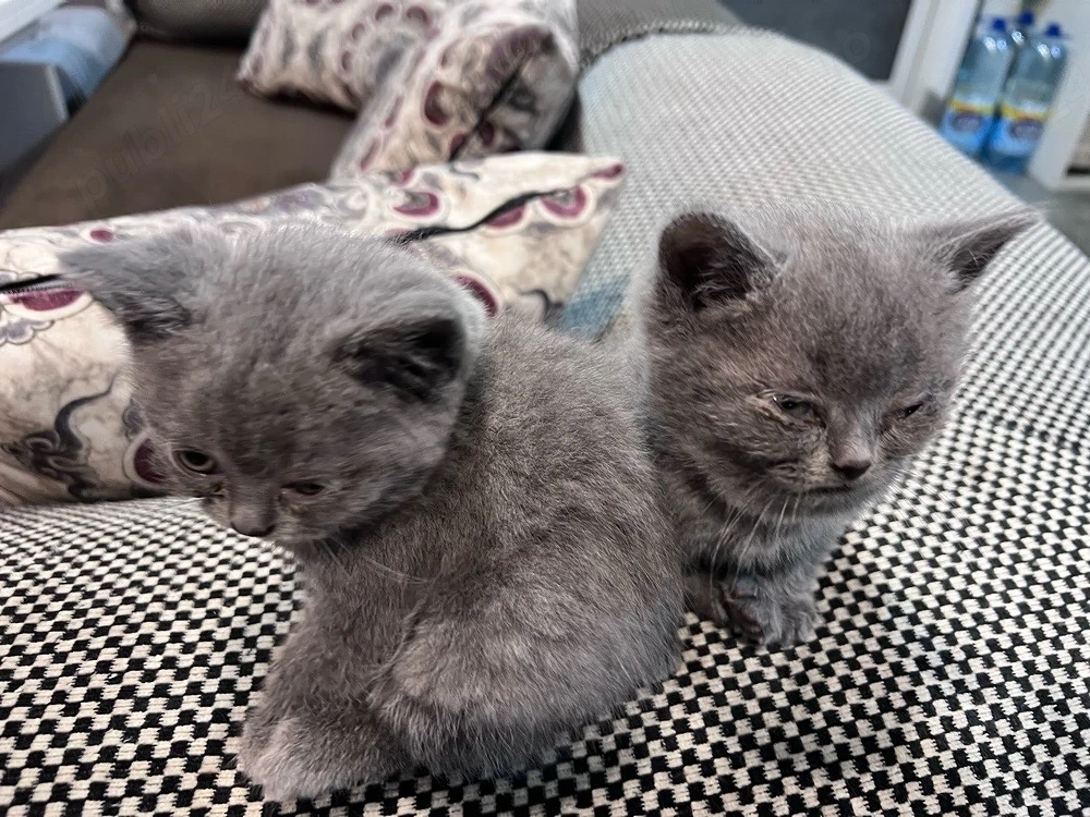 British shorthair din pariti de rasa pura