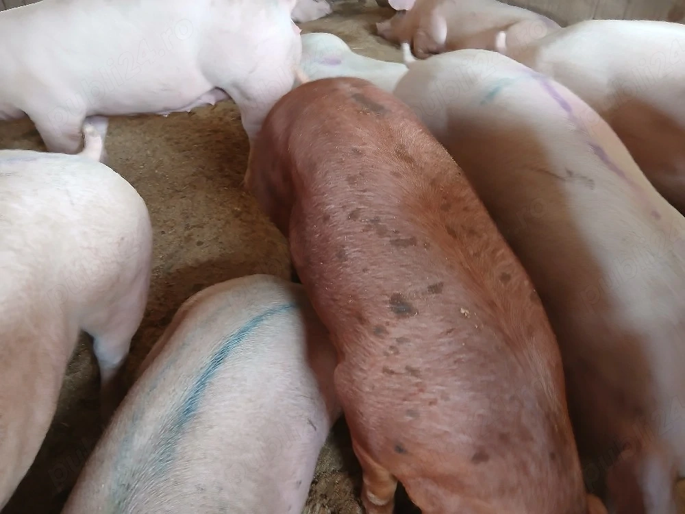 porci de carne 