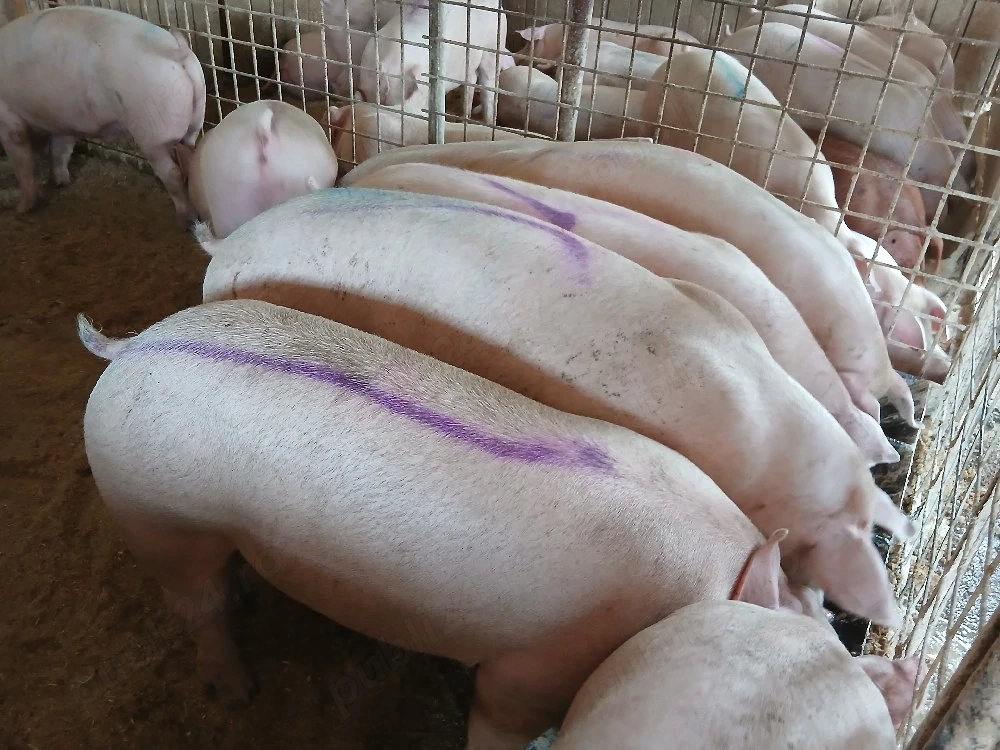 porci de carne 