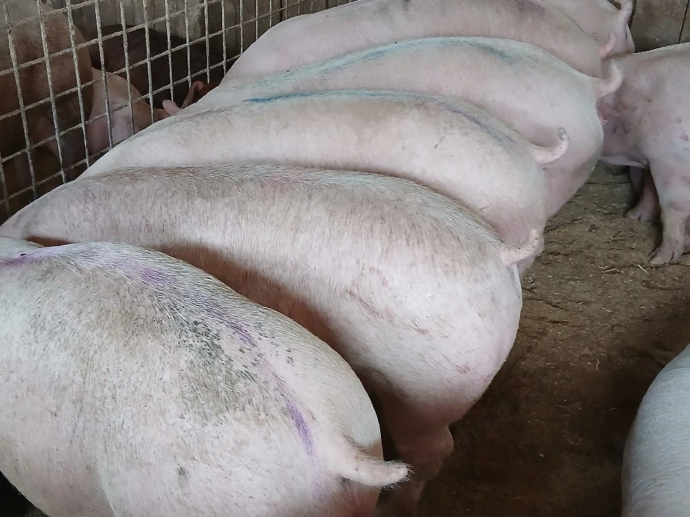 porci de carne 
