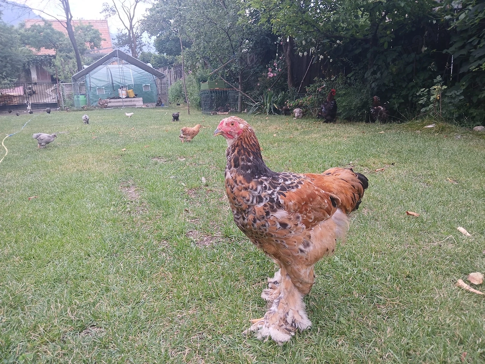 Vând  cocoși 
