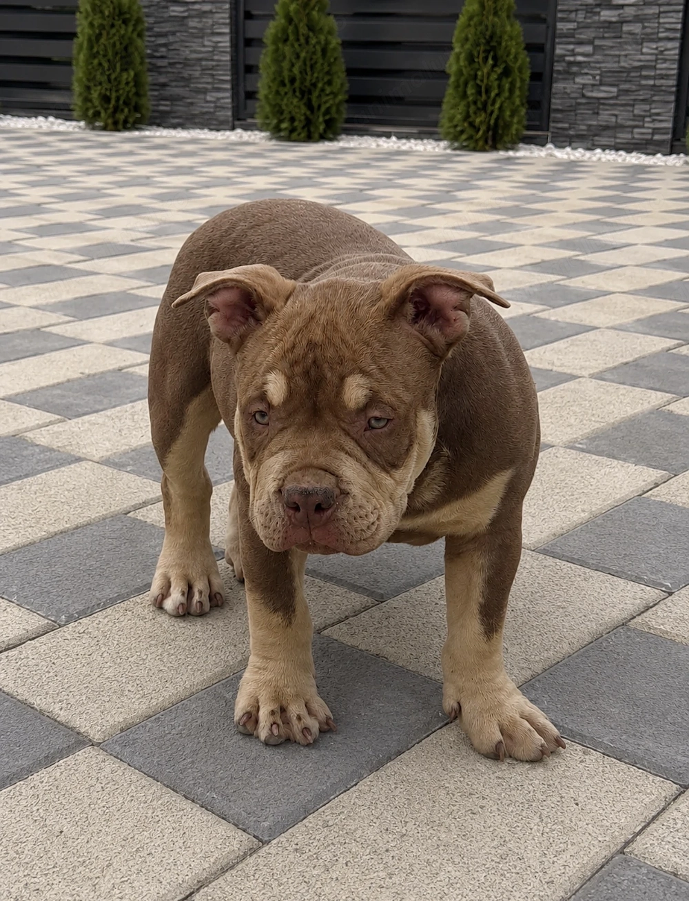 American bully pocket 