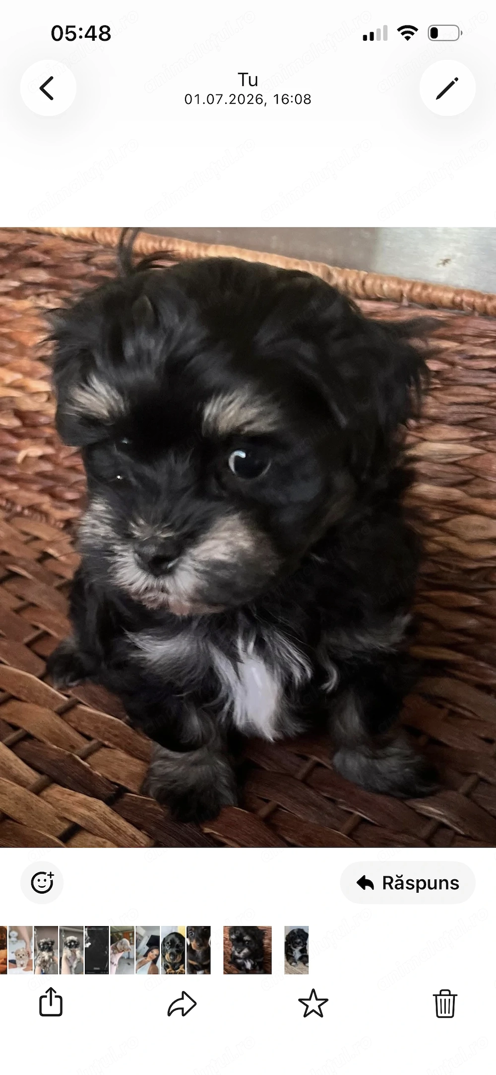 Bichon havanez superbi