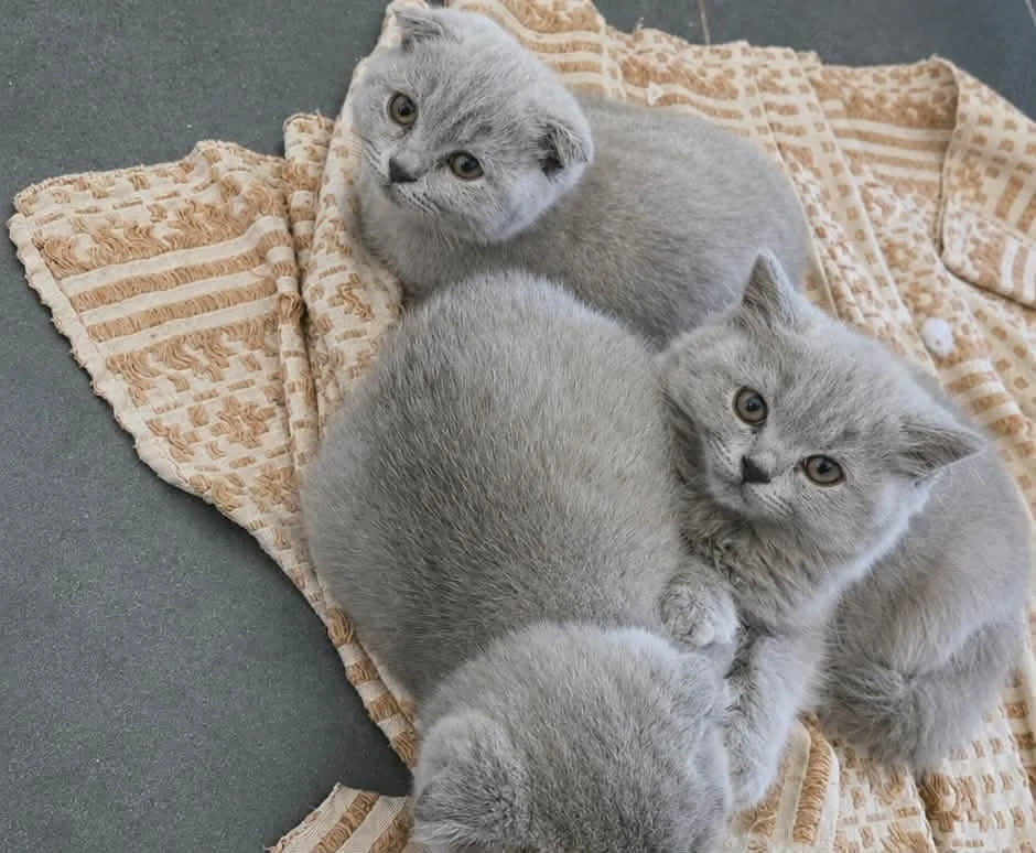 british scottish fold  longhair lila