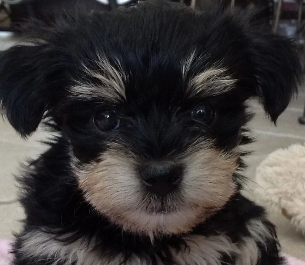 Bichon havanez superb