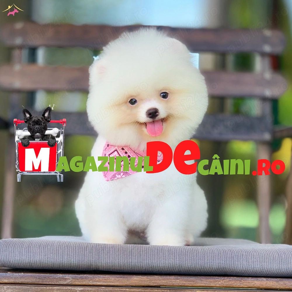 HRANA+LIVRARE la Bucuresti-Firma Autorizata-Pomeranian Boo Mini Vanzare cu Factura,Microcip,Garantie
