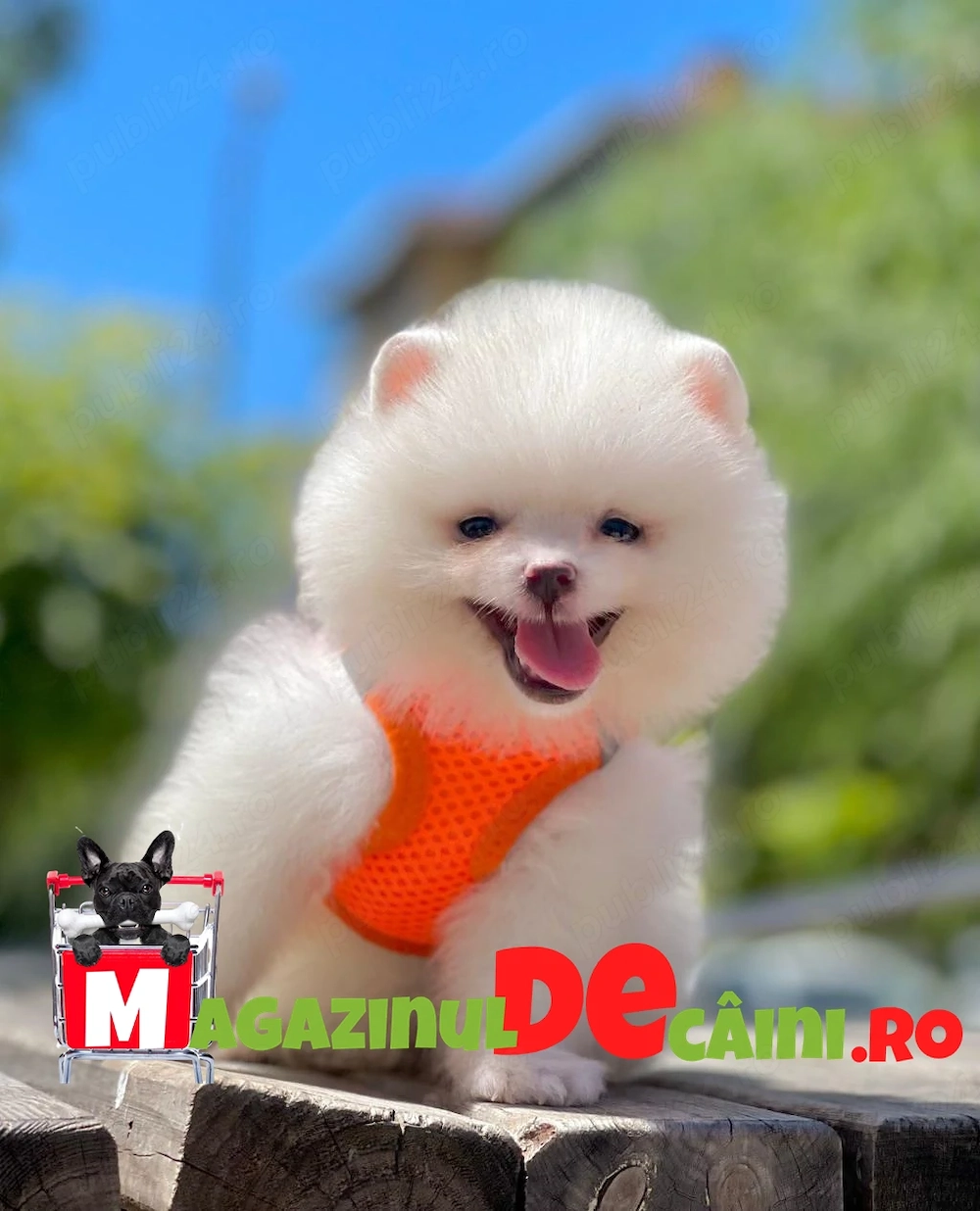 HRANA+PAȘAPORT+LIVRARE la Bucuresti-Pomeranian Mini cu Factura,Carnet,Microcip