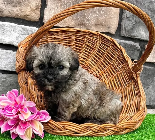 Bichon havanez puiuti