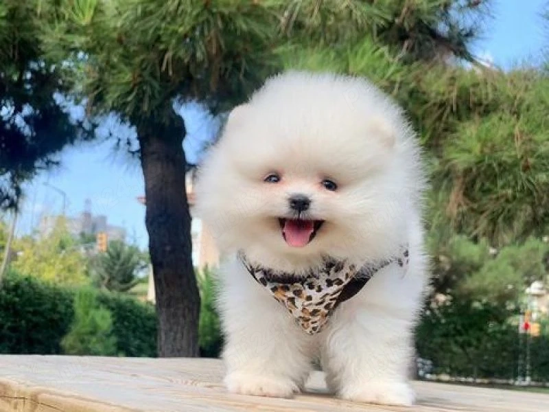 HRANA GRATUITA-Pui Pomeranian cu Pasaport Talie Mica rasa pura-transport in tara si la Bucuresti
