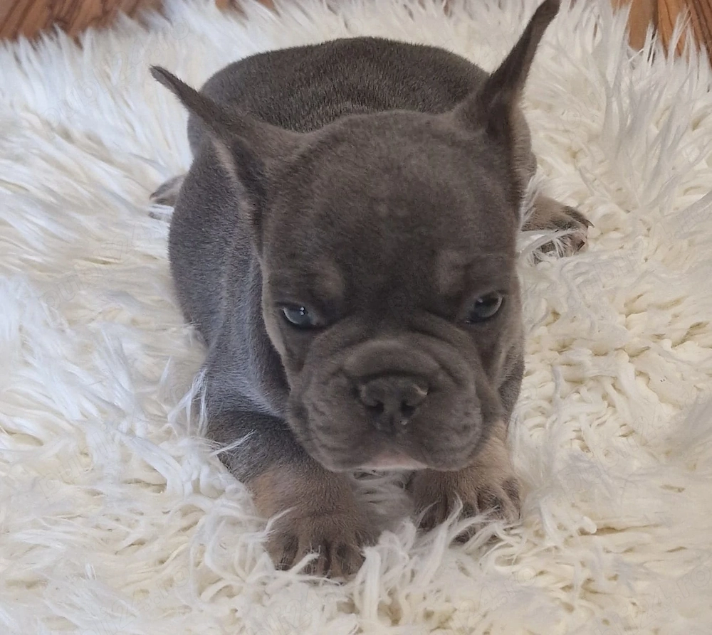 Căței Bulldog francez cu Pedigree
