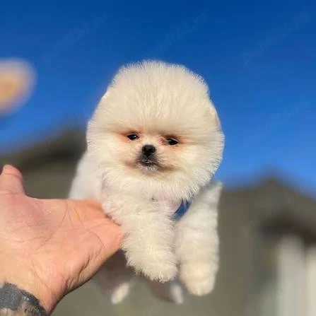 HRANA+PAȘAPORT+LIVRARE la Bucuresti-Pomeranian mini  cu microcip,carnet,factura,garantie