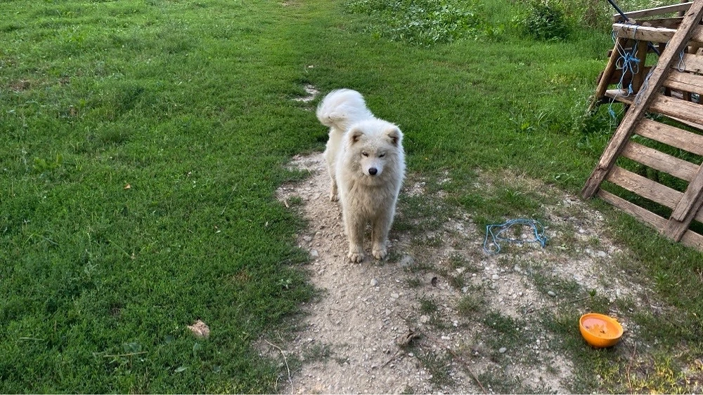 Vând Samoyed