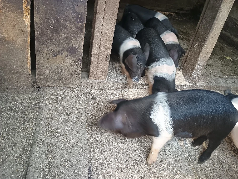 disponibil purceii Bazna de 8 săptămâni foarte mâncăcioși 10 buc 