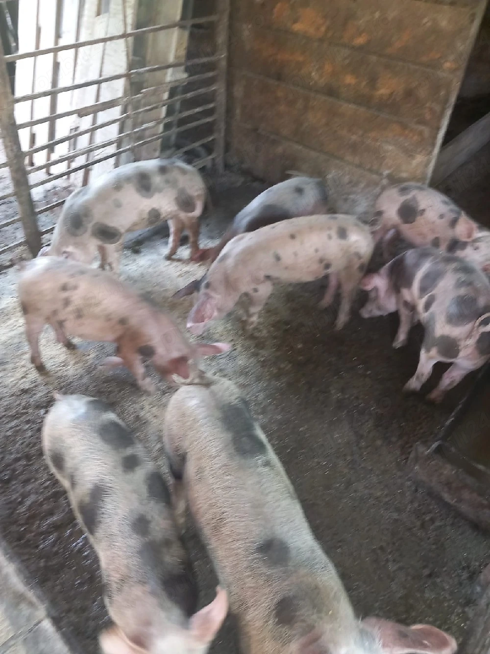 vand porci 