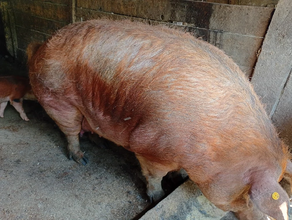 scroafa duroc