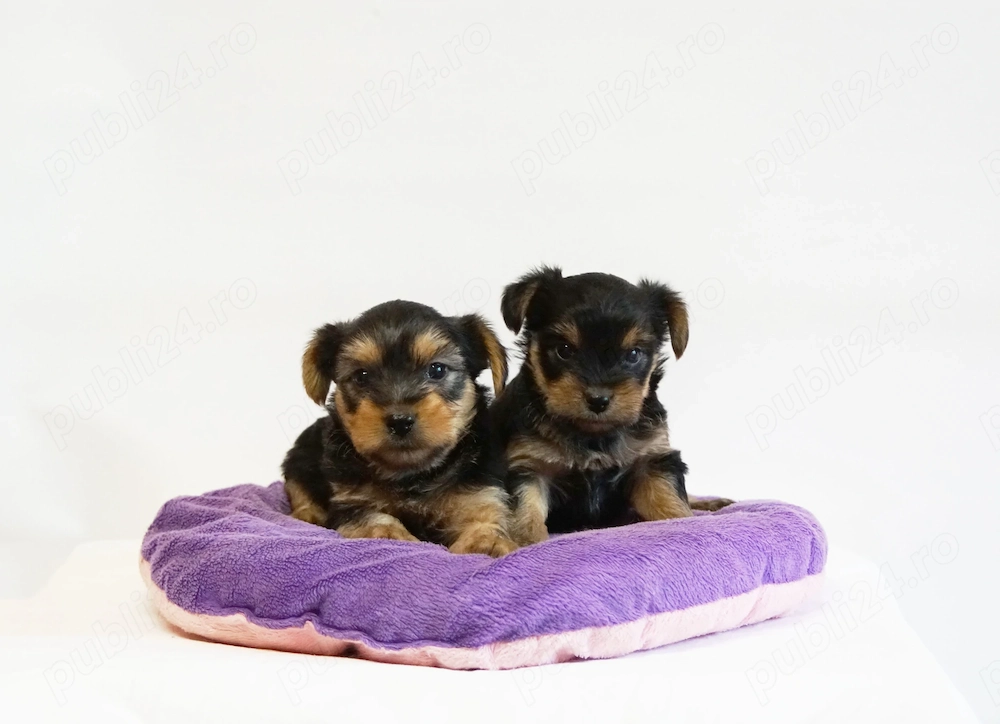 Yorkshire Terrier mini toy