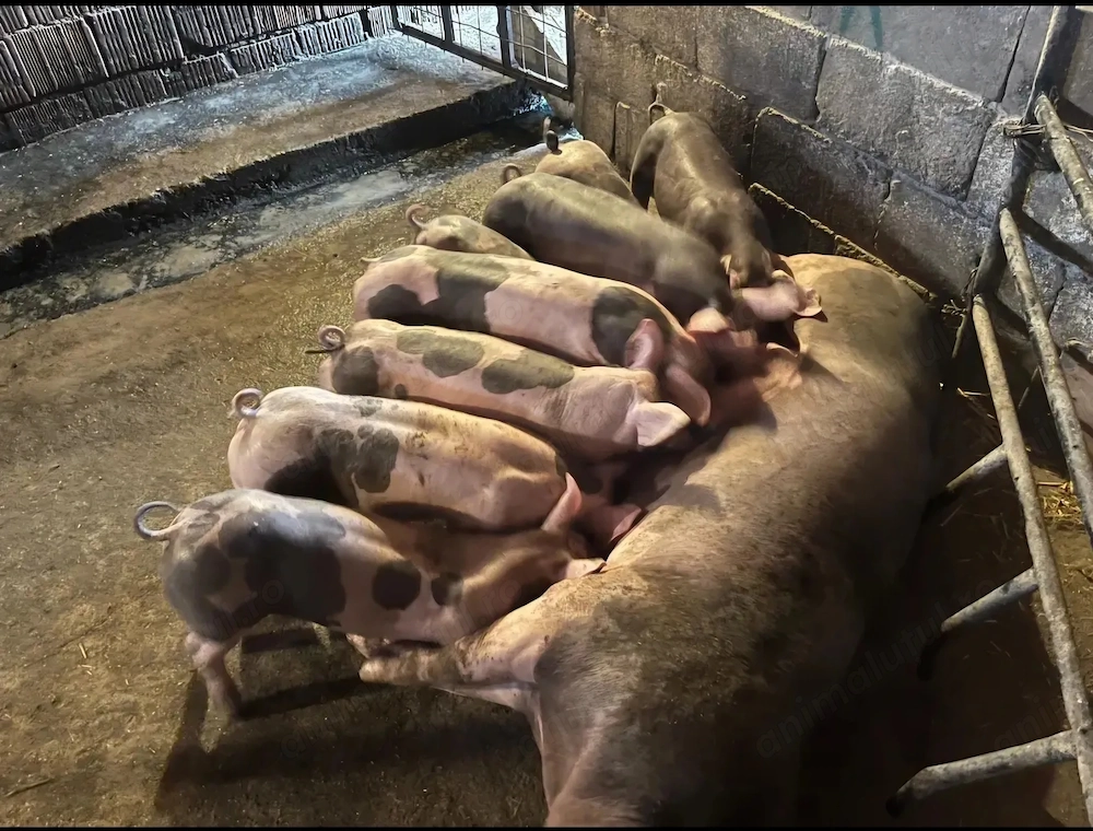 Purceii de vânzare la un preț bun