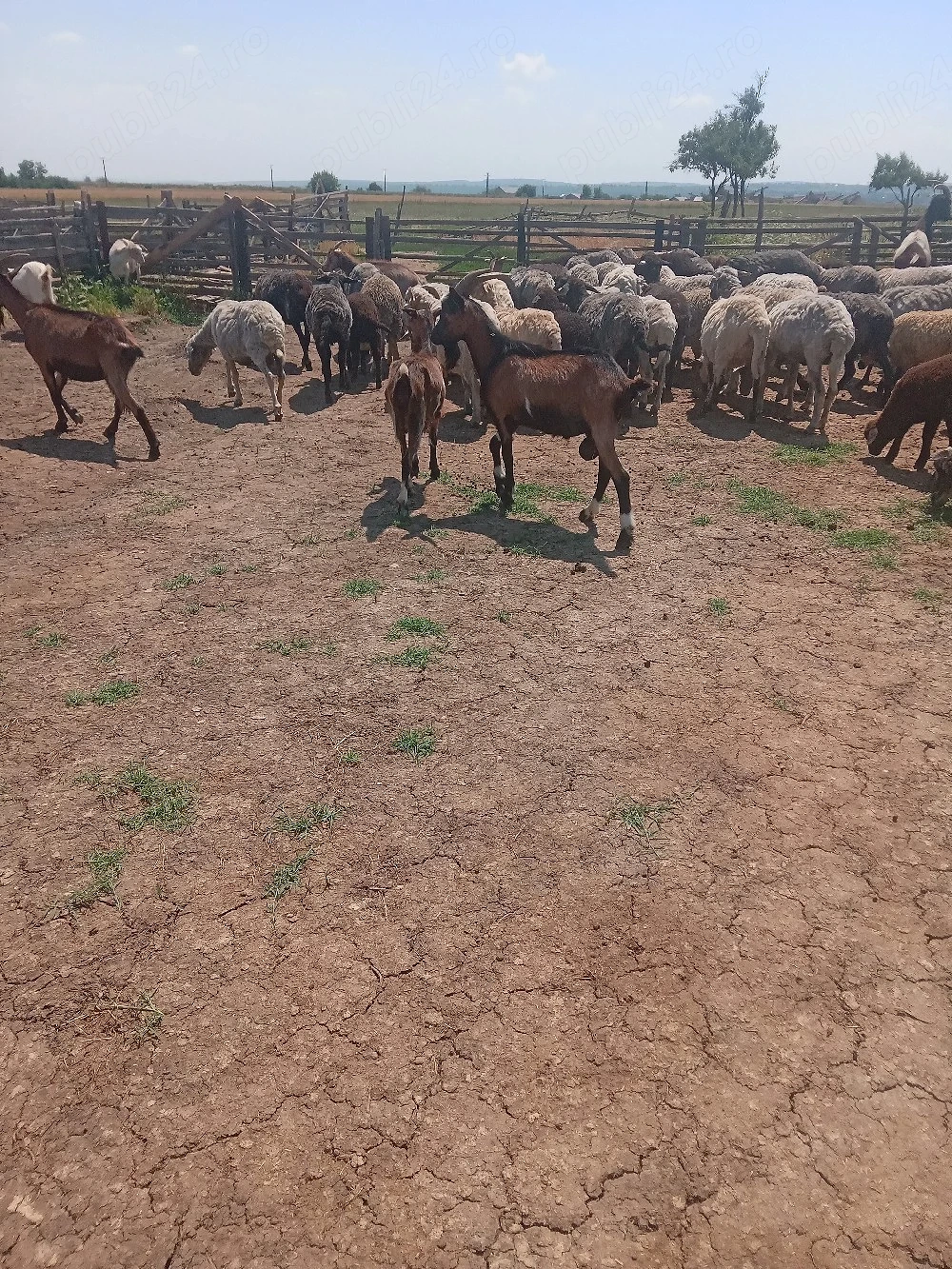 vând doi țapi