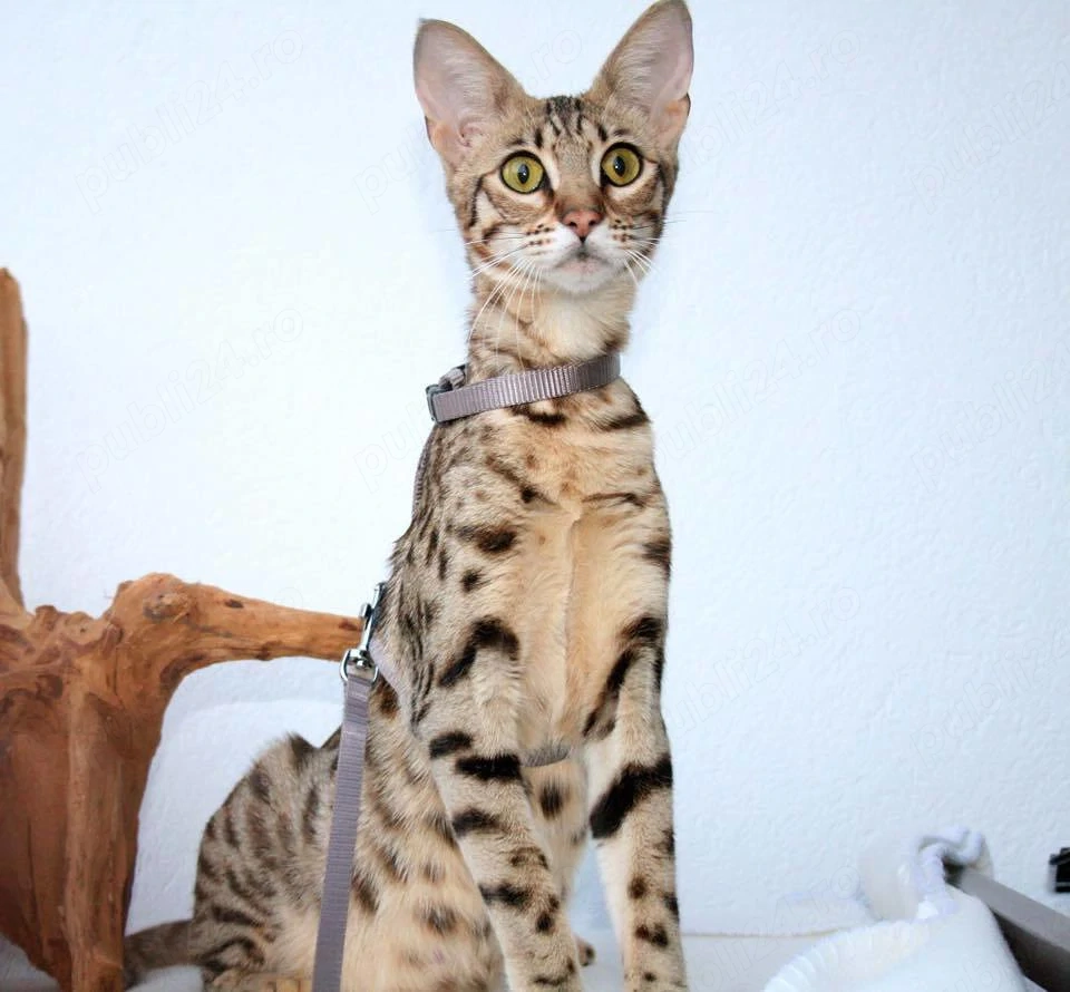 Pisici Savannah F5 superbe disponibile