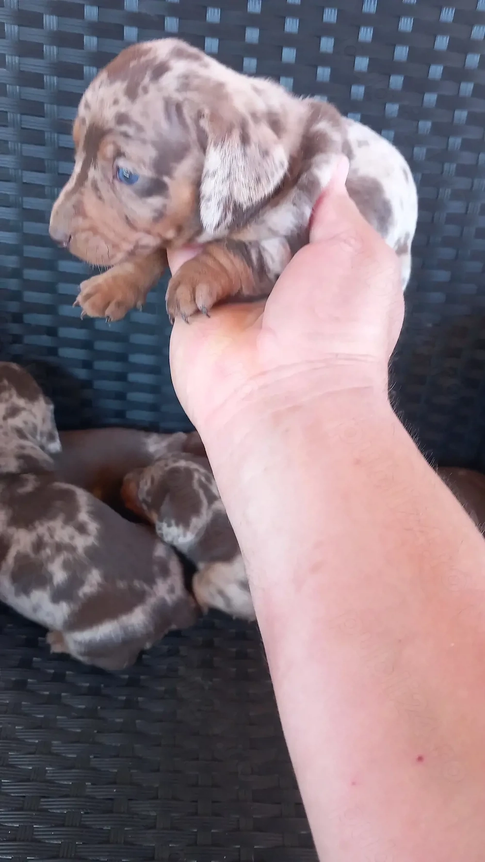 Catei teckel mini tekel