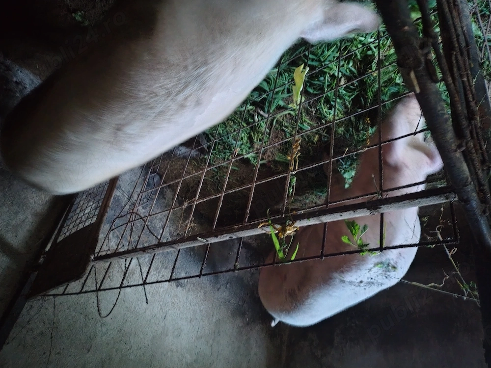 Porci pentru sacrificat
