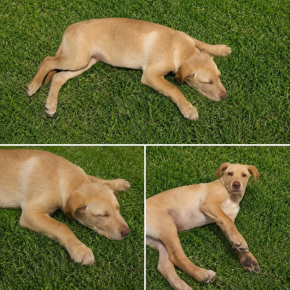 labrador retreaver